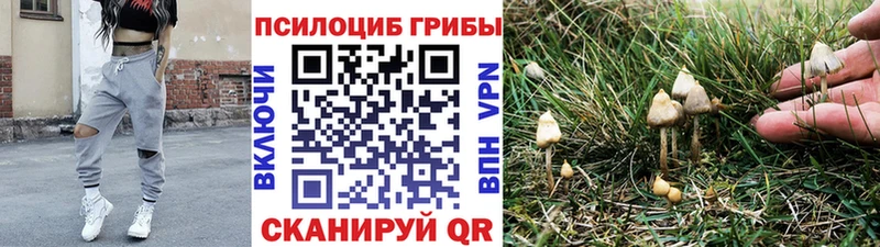MEGA ссылки  Приозерск  Галлюциногенные грибы Psilocybe 